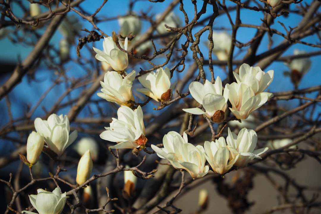 Pracht in huis met een magnolia tak in vaas