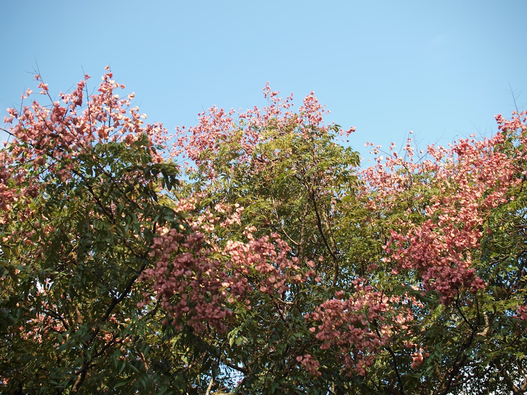 Magnoliatakken brengen de lente vroeg in huis