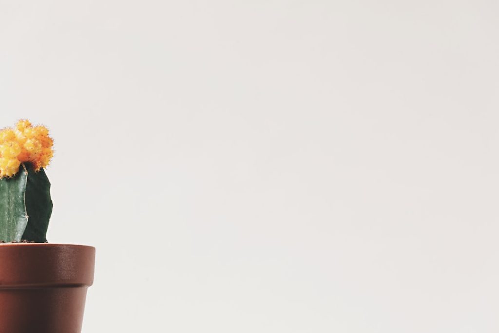 Liriope snoeien: zo houd je leliegras gezond en mooi